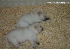 Amy pups- Endless Mt. Labradors