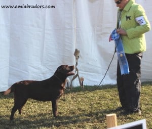 Genna- Endless Mountain Labradors