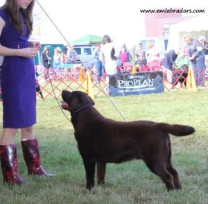 Grant at Potomac- Endless Mountain Labradors