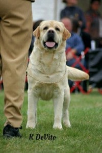 Scotch- Endless Mountain Labradors