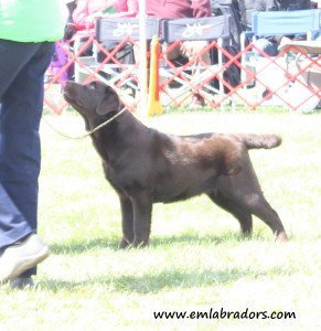 Sterling at Potomac- Endless Mountain Labradors