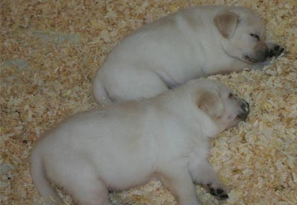 yellow-lab-puppies-endless-mt-labradors-akc-breeder-labrador-retriever-dog-breed