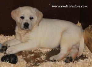 Dove x Heath puppy- Endless Mt. Labradors