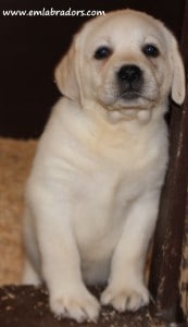 Dove x Heath pup- Endless Mt. Labradors