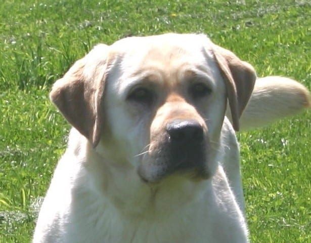 yellow-labrador-crush-endless-mt-labradors-lab-akc-breeder-stud-dog