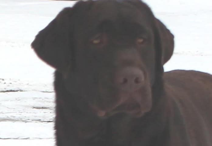 Reese- Endless Mt. Labradors