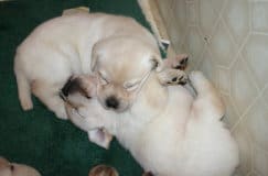 Sweet sleeping puppies- Endless Mountain Labradors