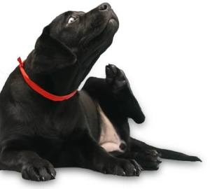 black labrador | endless mountain labradors