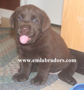 chocolate male- Endless Mt. Labradors