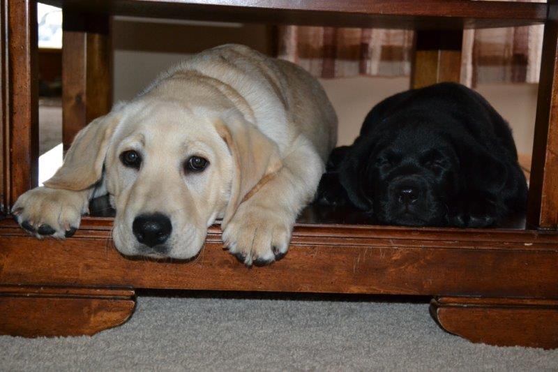Rocket and Jet laying under the coffee table- Endless Mt. Labradors