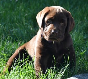 Roscoe- Endless Mt. Labrador puppy