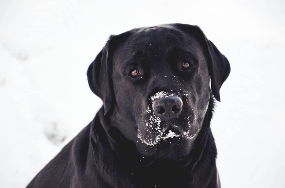 Max- Endless Mt. Labradors