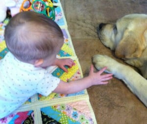 Amy laying on the floor with baby Eva- Endless Mt. Labradors