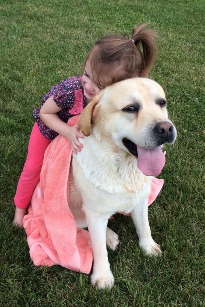 Eva drying Scotch off after his bath- Endless Mt. Labradors