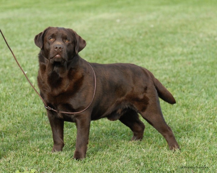 how big do chocolate labradors get