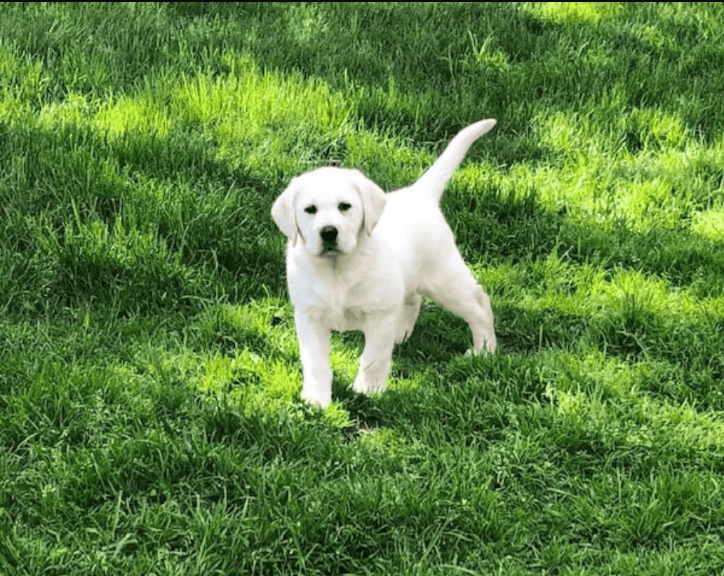 Labradors Eating Grass And Getting Food Aggressive Reference: Why Does My Dog Eat Grass