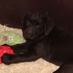 chocolate male puppy- Endless Mt. Labradors