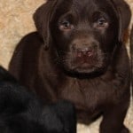 chocolate male puppy- Endless Mt. Labradors