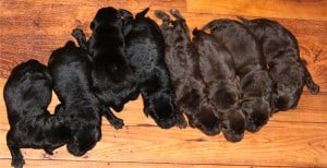 Black and chocolate Hattie pups- Endless Mt. Labradors