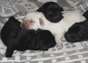 Black and yellow Mina pups- Endless Mt. Labradors