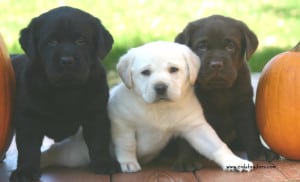 three pups- Endless Mt. Labradors