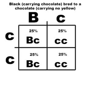 Bc to cc Punnett Square