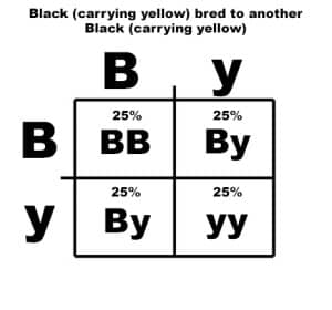 By to By Punnett Square