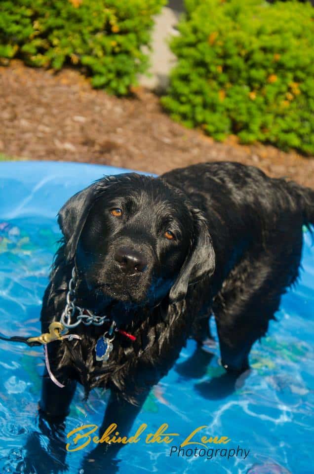 Abby (Sicily x Manny) chilling in the kiddie pool at a fundraiser! 