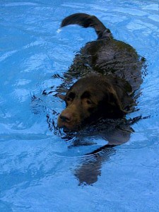 Chocolate lab pup swimming in the pool
