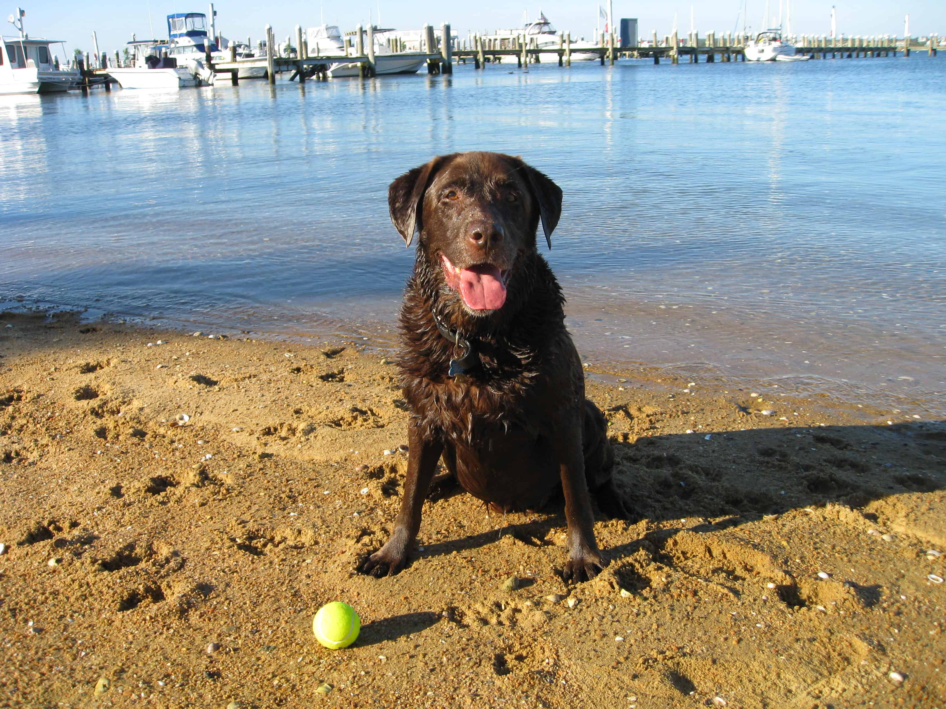 Chocolate Lab on the beach