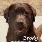 Chocolate Lab Male- Brody- Endless Mt. Labradors