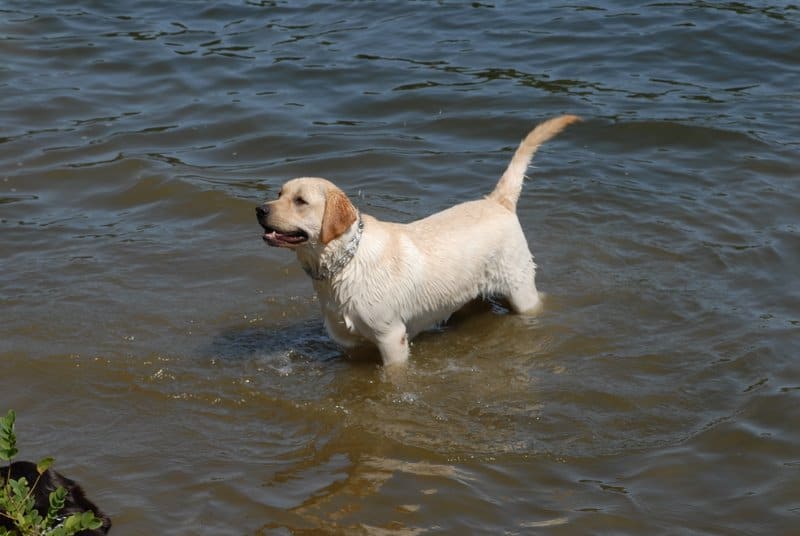 Wet Yellow lab