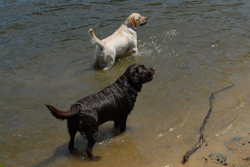 Two Labradors in the lake