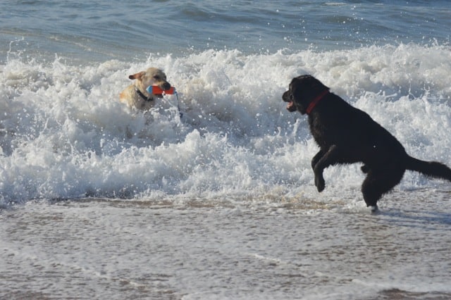 Keb and Seeger playing in the ocean together