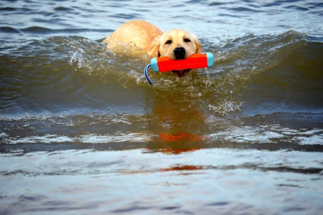 Yellow Lab retrieving in the ocean