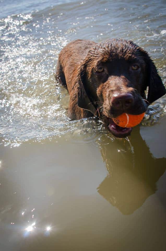 Lily (aria x preston) retrieving her ball in the water