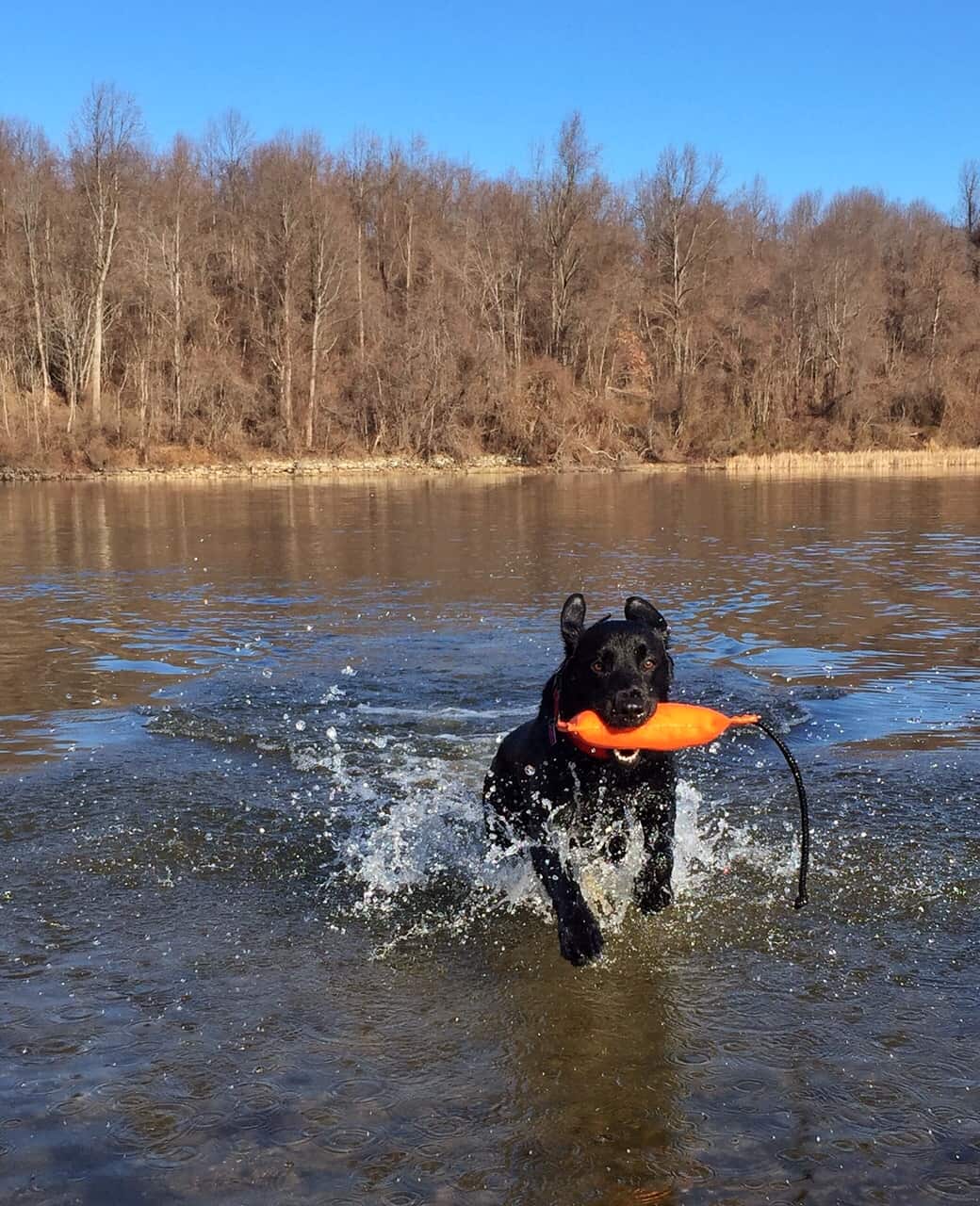 Rigby (Kindle x Preston) retrieving a dummy- Endless Mt Labradors