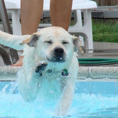 Piper (Amy x Hero) swimming in the pool