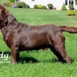 Brody stacked- Endless Mt. Labradors