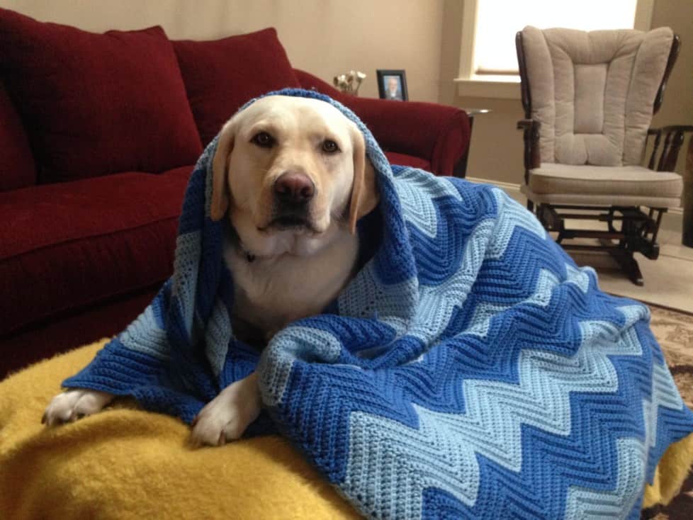 Sugar Mae under her blanket