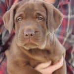 female chocolate pup
