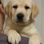 yellow-lab-puppy-endless-mt-labradors-akc-breeder-labrador-retriever-puppies