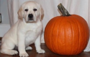 puppy with pumpkin