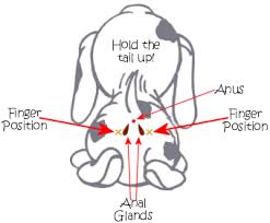 how to express a dog's anal glands