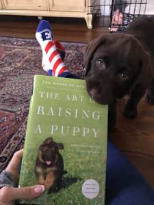 art-of-raising-a-puppy