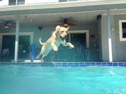 dog jumping into pool