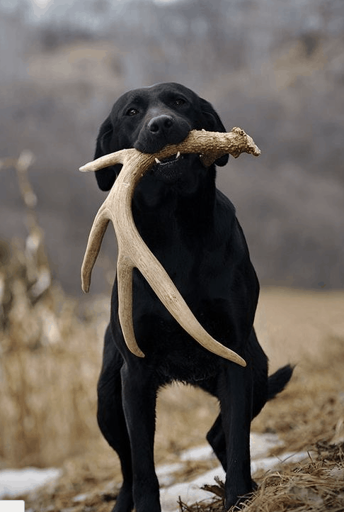 antler chews are they safe for your dog