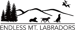 Endless Mountain Labradors