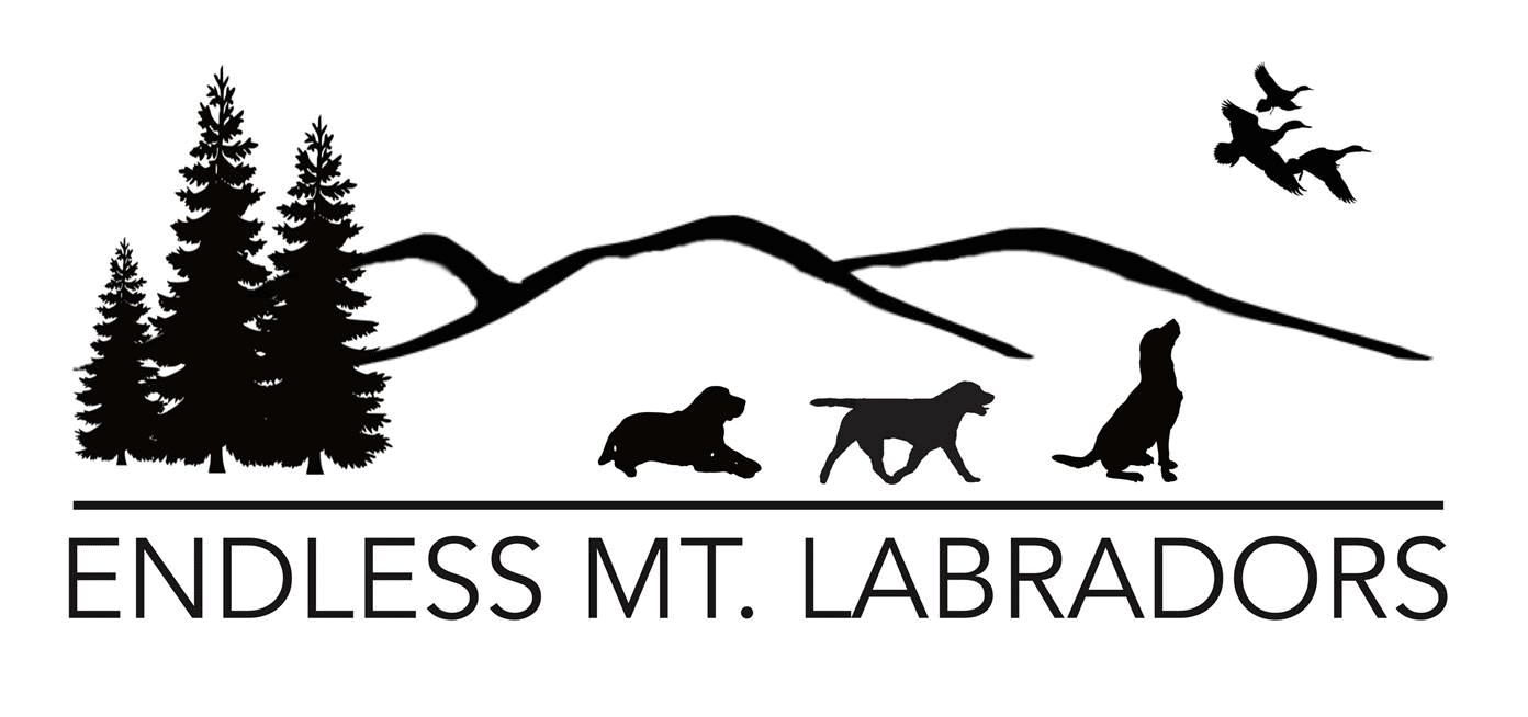 endless mountain labradors price
