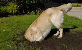 https://emlabradors.com/wp-content/uploads/2016/09/dog-digging-hole.jpg